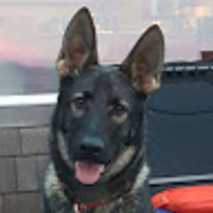 Meet your Posher, Lealys